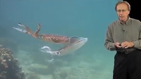 Roger Hanlon (MBL) Part 1: Camouflage and Signaling in Cephalopods