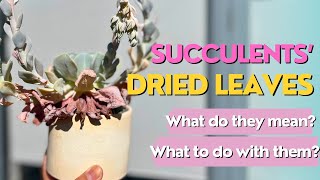 What to do with SUCCULENT’s DRIED LEAVES