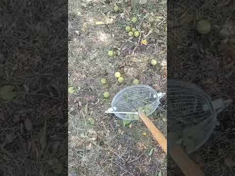 Video: Black Walnut Harvesting - Hoe oogst je Black Walnuts