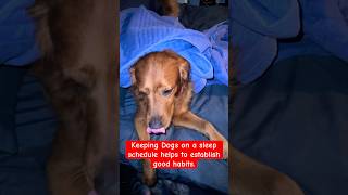 Should You Let Your Puppy Sleep In Late? #barkingbliss #dog #doglover #dogshorts #cutedog #golden
