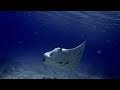 Manta Rays of Kwajalein Atoll