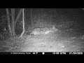 Coyote vs Raccoons