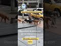 #cursoonline de #paseadordeperros #hotmart