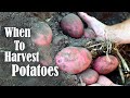 How to Harvest, Cure, and Store Potatoes