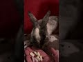 Бубузаячьи потягушки #милота #bunny #бубузаяц #pets #love #cutebunny #cute #love