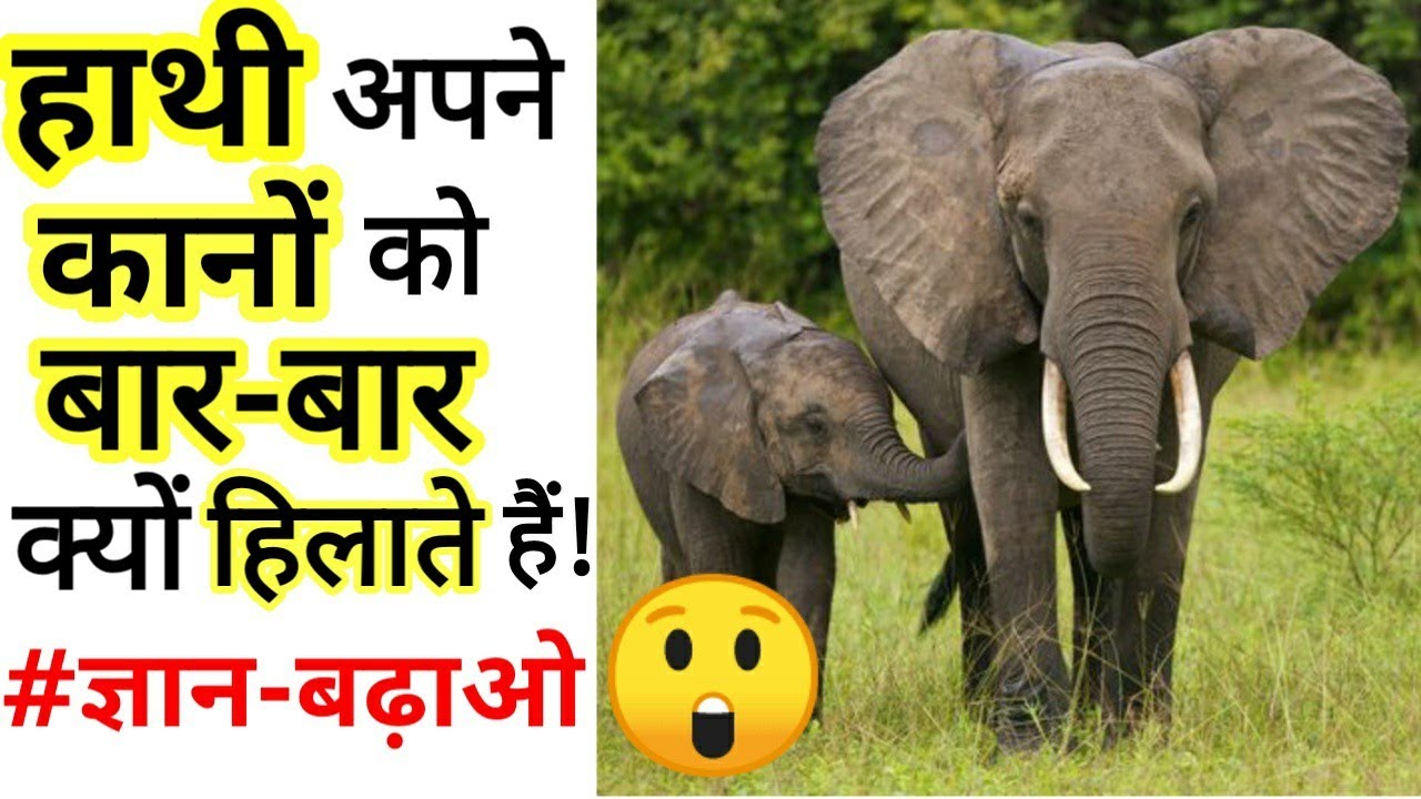 🤔हाथी अपने कानों को बारबार क्यों हिलाते हैं Why do elephants shake