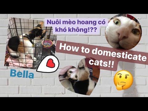 Video: Mèo Pallas: Lối Sống Của Mèo, Môi Trường Sống, Nuôi Nhốt, ảnh, Liệu Có Thể Thuần Hóa Mèo Con Hoang Dã