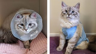 Cat Recovery Suit VS Cone