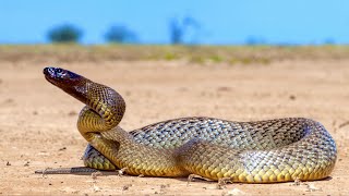 Hunting The Worlds Most VENOMOUS Snake! (Inland Taipan)