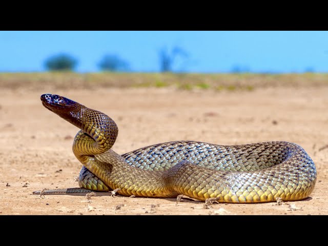 Hunting The Worlds Most Venomous Snake - Inland Taipan