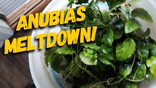 Trims and Troubles with Melting Anubias