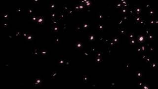 Falling cherry blossom petals 2.