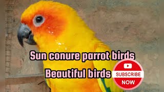 Sun conure parrots birds eating sunflower/ sun conure beautiful parrots birds#sun conure#viral#video by Birds Lover  98 views 2 weeks ago 40 seconds