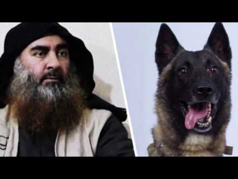Video: Qeni I Humbur I Ushtarit Amerikan U Gjet Pasi Ajo Kishte Humbur Për Dy Muaj