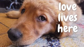 Archie - Curiosity (All Love Songs Are About You) - Irish Setter and Golden Retriever Puppy by Archie loves Noel 734 views 1 year ago 1 minute, 2 seconds