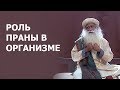 Роль праны в организме | Садхгуру