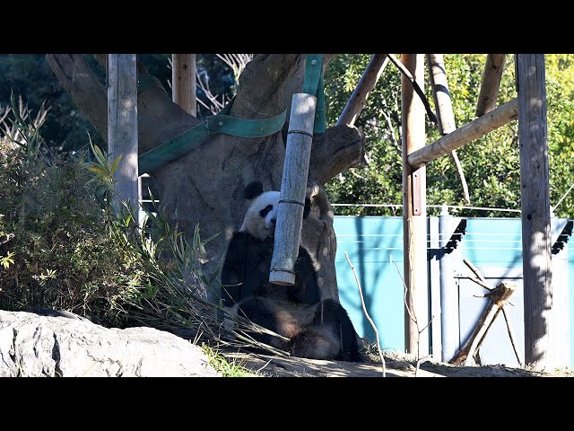 2024.12.24 今日のパンダ（3724日目）[8K] - YouTube