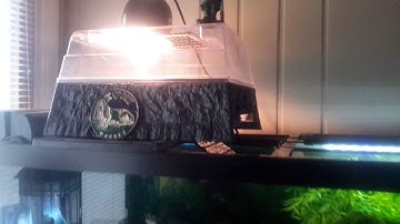 75 gallon turtle tank setup