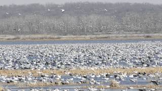 2014 Squaw Creek Spring Snow Goose Migration