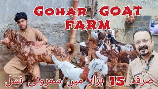 Gohar Goat Farm 2024 Or 25 Ka Collection