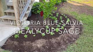 Gulf Coast Gardener - Mealycup Sage - Victoria Blue Salvia - Flowers in about 8 weeks from seed.