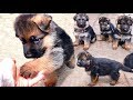 ЩЕНКИ Немецкой овчарки от Дикса и Флаи, 1 мес. Puppies German Shepherd 1 month.