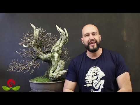 Pests and Diseases on Bonsai