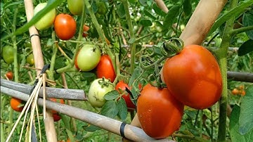 Kỹ Thuật Tỉa Cành, Đánh Nhánh Cho Cà Chua Ra Nhiều Trái | Chinh Garden