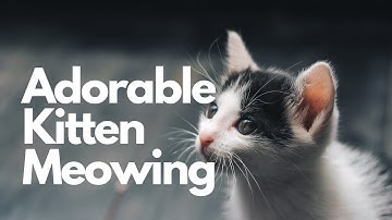 Kitten Meowing Sound Effect | 10 Hours