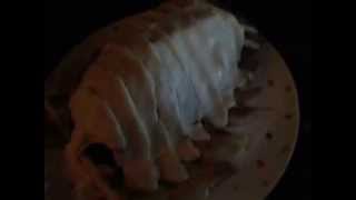 炊飯器でダイオウグソクムシケーキ~How To Made Giant isopod Cake