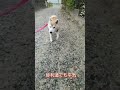 朝散歩の帰り道！  #shorts #柴犬 #犬