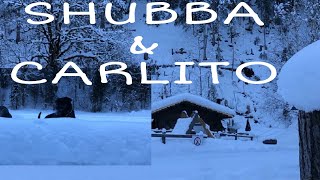 THE TWO BEAUTIFUL DOGS LIVING IN THE BEAUTY OF SNOW CHUBBA AND CARLITO//In Lenk Switzerland