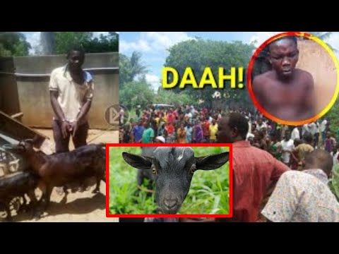 Video: Umbo La Shabiki Wa Aquilegia