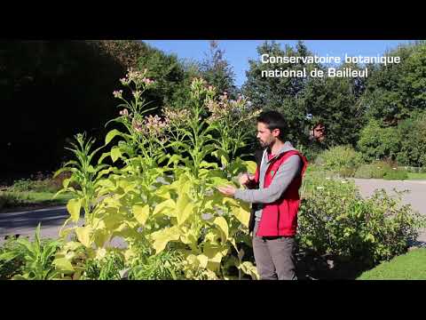 Vidéo: Culture de Nicotiana : informations sur la plante de Nicotiana