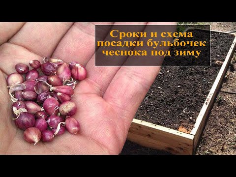 Как сажать бульбочки чеснока под зиму