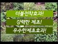신젠타 터치다운아이큐 신젠타 터치다운아이큐