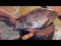 Amazing big hamour fish cutting skills in fish market  fish cutting by expert cutter