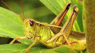 Macro Photography Slideshow