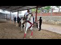 ESTE CABALLO SE BAILO EL SON DE LA RABIA BANDA INOLVIDABLE