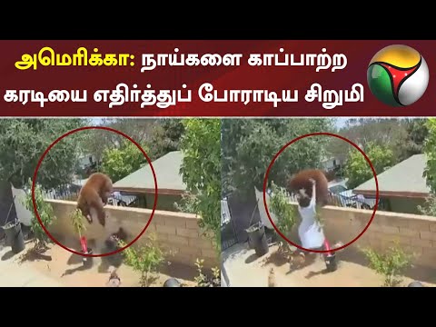 அமெரிக்கா: நாய்களை காப்பாற்ற கரடியை எதிர்த்துப் போராடிய சிறுமி | America | USA | Dog | Bear