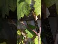 винный виноград Солярис на 14.09.2024г., сигнальный урожай.