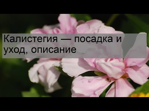 Вопрос: Калистегия плющелистная, какие характеристики вида?