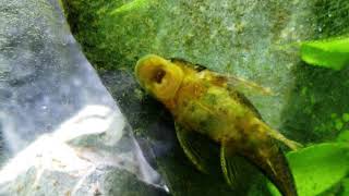 How Well Do Plecos Clean Your Aquarium? What Are The Pros vs. Cons? Aka  Bristle Nose Ancistrus. 