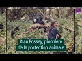 Dian fossey pionnire de la protection animale  cultureprime