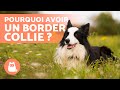 5 avantages et inconvenients davoir un border collie 