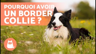 5 AVANTAGES et INCONVENIENTS d'avoir un BORDER COLLIE ✅