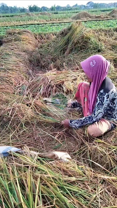 Kasihan,,,,Nenek ini mengais sisa-sisa gabah di sawah