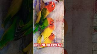 all india delivery parrot bird // love bird online //  parrot online // bird home delivery