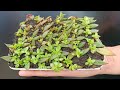 I already know that 100 succulents can propagated by leaves 5t1 ideas