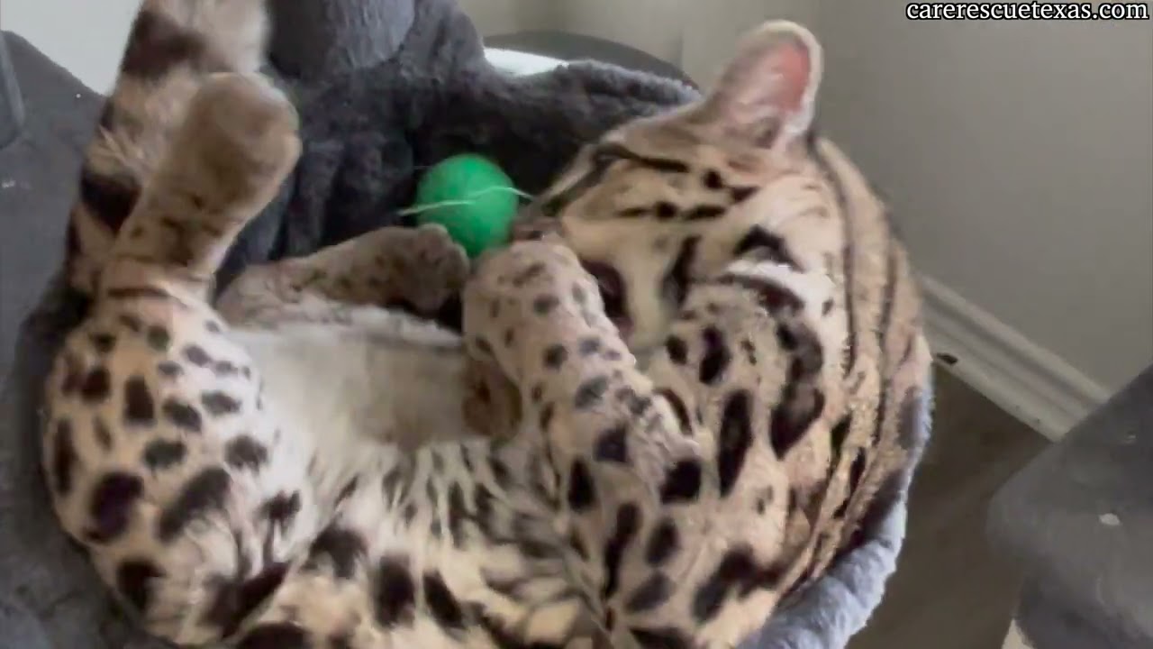 CARE Bios - Juno the Margay